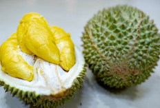 Simak, 5 Cara Milih Durian yang Bagus 