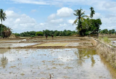 Awal MT 1 Pola Tanam Padi, Petani Kewalahan Atasi Hama Tikus 