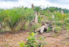 Cara Musnahkan Hama Tikus Dalam Lahan Perkebunan Sawit