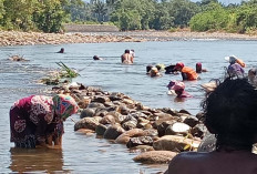 Petani Padi Tanjung Lagan Terancam Gagal Panen 