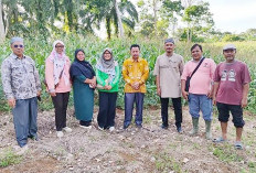 Lahan Sadesahe Gajah Mati Wakili Sungai Rumbai Tingkat Kabupaten