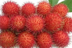 Jarang di Ketahui, Ternyata Mengkonsumsi Rambutan Setiap Hari Baik Untuk Kesehatan