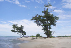 Wisata Pantai Teluk Sepang Bengkulu Yang Memiliki Deburan Ombak Yang Tinggi Yang Menjadikannya Spot Untuk Surf