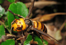 Waspada Dengan 8 Serangga Ini, Bentuknya Kecil Tapi Berbahaya Bisa Minggal Dibuatnya