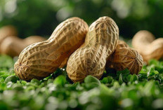 Resep Olahan Kacang Tanah yang Lezat dan Kreatif: Variasi Menu Sarapan, Camilan, dan Makanan Utama!