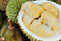 Bukan Hanya Buah  Durian, Termasuk 5 Buah Ini, Bila Sudah Dimakan Jangan Makan Obat Dulu