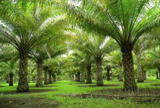 Sawit dan Perubahan Iklim: Bagaimana Perkebunan Bisa Jadi Solusi, Bukan Ancaman