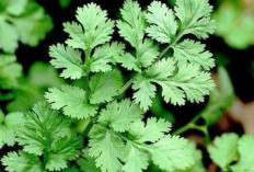 Daun Ketumbar: Si Kecil Kaya Manfaat yang Wajib Ada di Dapur Anda   ﻿