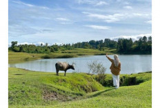  Bukit Sidihoni Savana Menawan di Jantung Pulau Samosir