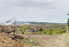 Kurun 6 Tahun, 2.391 Kebun Sawit Petani Sudah Direplanting 