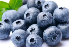 Rahasia Si Kecil Biru: 10 Manfaat Blueberry untuk Kesehatan Tubuh Anda