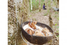 Perbandingan Hasil Antara Kelapa Sawit dan Karet Masyarakat Lebih Tertarik Tanam Sawit