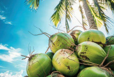 Kelapa Muda vs. Kelapa Tua: Mana yang Lebih Sehat dan Kaya Manfaat?
