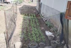 Boleh Dicontoh, Warga Ini Manfaatkan Pekarangan Rumah Tanam Sayur Mayur