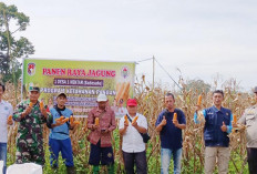 Giliran Jagung Sadesahe Desa Suka Pindah Dipanen