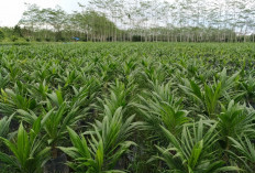 Jarang diketahui Masyrakat, Ini Jenis Jenis Kelapa Sawit yang Jarang diketahui