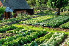 Wisata Petik Sayur: Pengalaman Seru Belajar Langsung dari Alam!