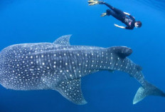 Taman Nasional Teluk Cendrawasih, Surga Bawah Laut dengan Penyu Hijau yang Menawan