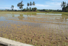 Petani DI Kiri Kecamatan Lubuk Pinang Mulai Turun Tanam MT 1 Tahun 2025