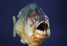 Piranha, Si Pemangsa Air Tawar yang Menyeramkan, Mitos vs. Realita