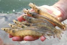 Panduan Lengkap Budidaya Udang: Peluang Bisnis yang Menggiurkan