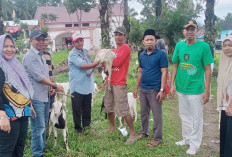 40 Warga Desa Lubuk Gedang Terima Bantuan Kambing Ketahanan Pangan 