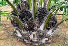 Pola Tanam Sawit yang Efisien di Lahan Terbatas