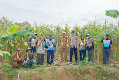 Jagung Dipanen, Cabai Menyusul: TPKK Sumber Sari Optimalkan Lahan untuk Ketahanan Pangan