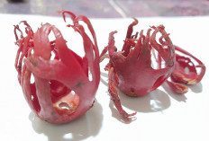 Harga Kulit Pala Lebih Mahal dari Isinya, Ini Manfaat Kesehatannya