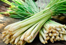 Sereh: Aroma Segar dan Segudang Manfaat untuk Kesehatan