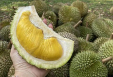 Musang King Raja Durian yang Memerintah Harga Selangit