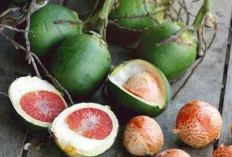 Mengungkap Dua Sisi Buah Pinang: Manfaat Menakjubkan dan Bahaya yang Mengintai