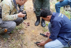 Ada Yang Sengaja Membuat Jejak Harimau Paslu, Begini Kata BKSDA Mukomuko