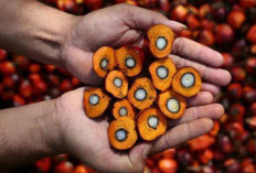 Keanekaragaman Sawit Nusantara, Mengenal Jenis-jenis Kelapa Sawit di Indonesia