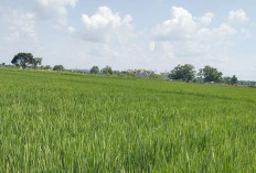 Di Sumber Makmur Minim Alih Fungsi Lahan 