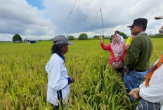 Inilah Rincian Luas Sawah di Kabupaten Mukomuko