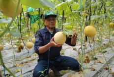 Buah Melon di Banjar Sari Makin Manis 
