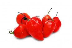Cabe Gendot Si Merah Raksasa, Dan Rasa Pedas yang Menggoda
