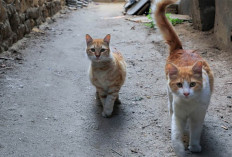 4 Tempat yang Sering Dikunjungi Kucing Saat Kabur dari Rumah