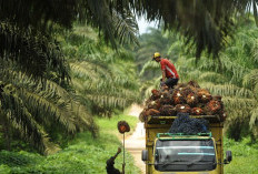 Milenial Punya Kebun: Tren Investasi Anak Muda di Sektor Sawit yang Semakin Meningkat