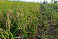 Distan Bangun Irigasi Perpipaan 40 Hektare Sawah di Malin Deman Siap Berproduksi