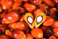 Analisis Jejak Karbon pada Produk Berbasis Sawit,  Menuju Konsumsi yang Bertanggung Jawab