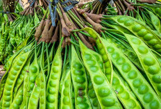 Baru Terungkap Sekarang Khasiat Petai dan efek Sampingnya, Masih Mau Makan Petai?