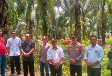 Pemdes Gading Jaya Lanjut Program Penggemukan Sapi 