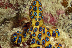 Gurita Cincin Biru Cantik Mematikan, Si Penghuni Laut Beracun