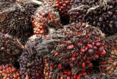 Potensi Biofuel dari Minyak Sawit, Energi Terbarukan untuk Masa Depan