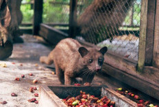 Caracal Si Kucing Hantu dari Gurun