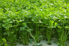 Tips Menanam Seledri di Rumah agar Subur dan Tidak Pahit