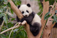 Makanan Panda: Mengapa Bambu Menjadi Menu Utama?