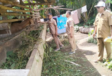 Sapi dan Kambing Program Ketahanan Pangan Mati Musterius 